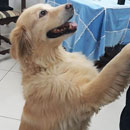 Love Dogs Adestramento Rio