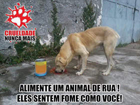 Crueldade nunca mais. Alimente um animal de rua! Eles sentem fome como você!.