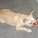 Love Dogs Adestramento Rio