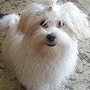 Love Dogs Adestramento Rio.