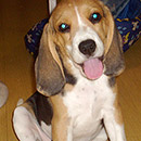 Love Dogs Adestramento Rio.