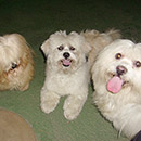 Love Dogs Adestramento Rio.