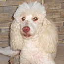 Love Dogs Adestramento Rio