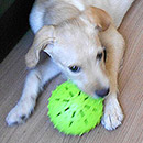 Love Dogs Adestramento Rio