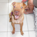 Love Dogs Adestramento Rio.