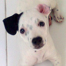 Love Dogs Adestramento Rio.