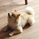 Love Dogs Adestramento Rio