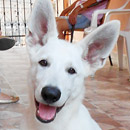 Love Dogs Adestramento Rio.