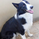 Love Dogs Adestramento Rio.