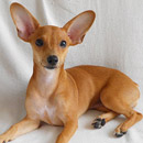 Love Dogs Adestramento Rio.