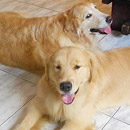 Love Dogs Adestramento Rio.