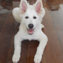 Love Dogs Adestramento Rio