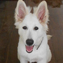 Love Dogs Adestramento Rio.