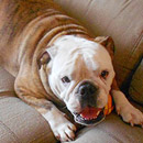 Love Dogs Adestramento Rio