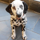 Love Dogs Adestramento Rio