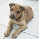 Love Dogs Adestramento Rio