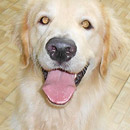 Love Dogs Adestramento Rio