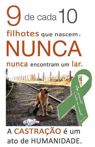 De cada 10 filhotes, 9 nunca encontram um lar. De cada 10 filhotes, 9 nunca encontram um lar.