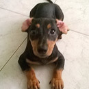 Love Dogs Adestramento Rio