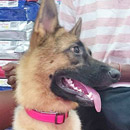 Love Dogs Adestramento Rio.