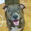 Love Dogs Adestramento Rio.