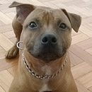 Love Dogs Adestramento Rio