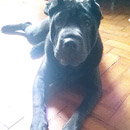 Love Dogs Adestramento Rio.