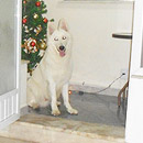 Love Dogs Adestramento Rio