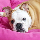 Love Dogs Adestramento Rio.