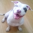 Love Dogs Adestramento Rio.