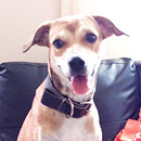 Love Dogs Adestramento Rio.