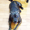 Love Dogs Adestramento Rio