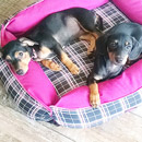 Love Dogs Adestramento Rio.