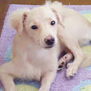 Love Dogs Adestramento Rio.