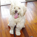 Love Dogs Adestramento Rio