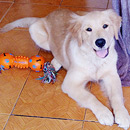 Love Dogs Adestramento Rio.