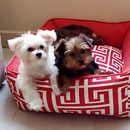 Love Dogs Adestramento Rio.