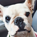 Love Dogs Adestramento Rio