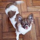 Love Dogs Adestramento Rio.