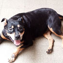 Love Dogs Adestramento Rio