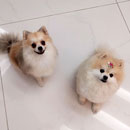 Love Dogs Adestramento Rio