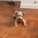 Love Dogs Adestramento Rio