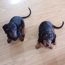 Love Dogs Adestramento Rio.