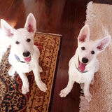 Love Dogs Adestramento Rio.