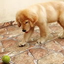 Love Dogs Adestramento Rio