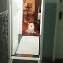 Love Dogs Adestramento Rio