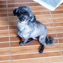 Love Dogs Adestramento Rio.