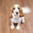 Love Dogs Adestramento Rio