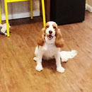 Love Dogs Adestramento Rio