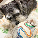 Love Dogs Adestramento Rio